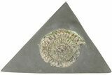 Iridescent Ammonite (Caloceras) - England #206439-1